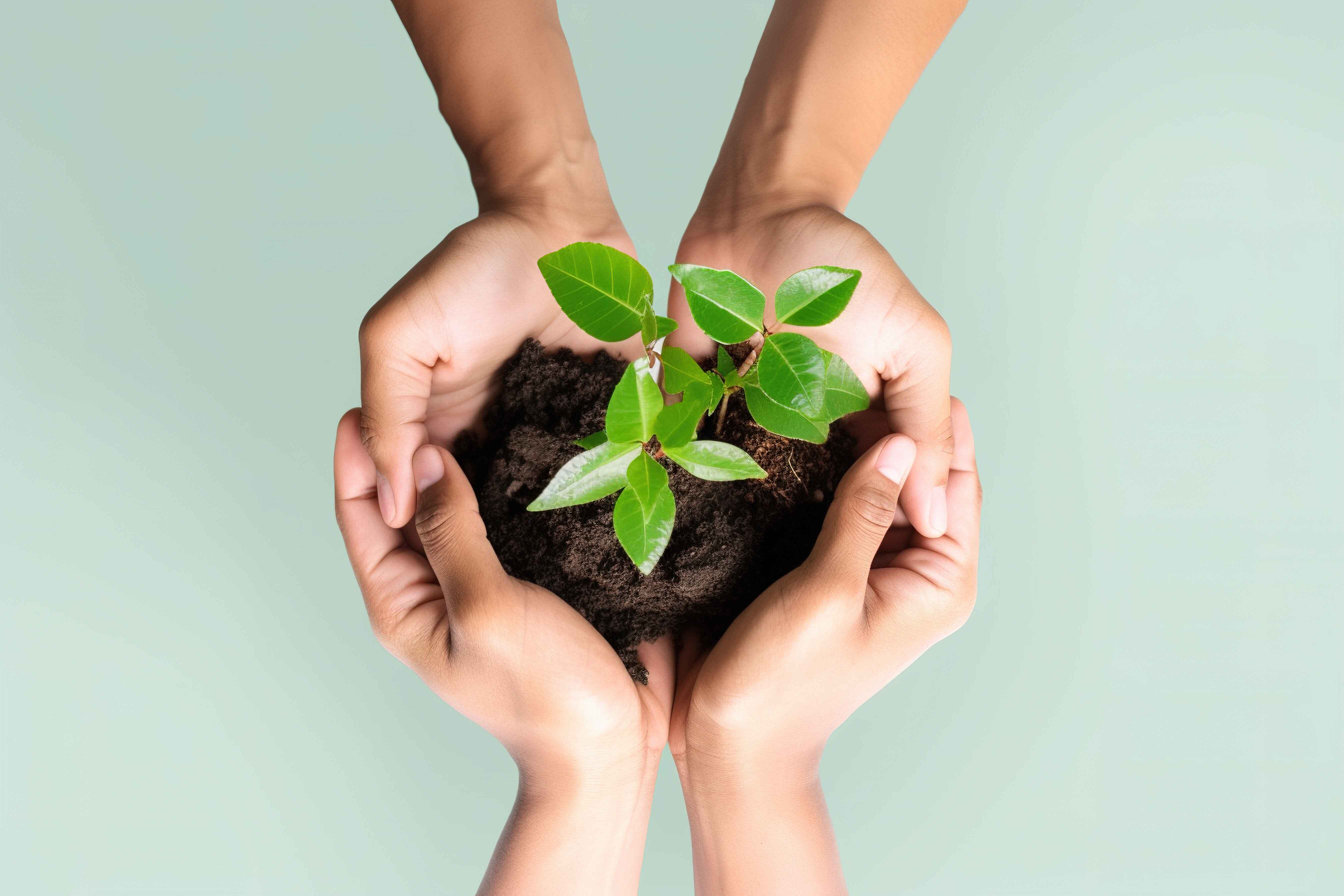 vecteezy_hand-hold-plant-save-the-environment-campaign-isolated-on_22832397%20%281%29.jpg