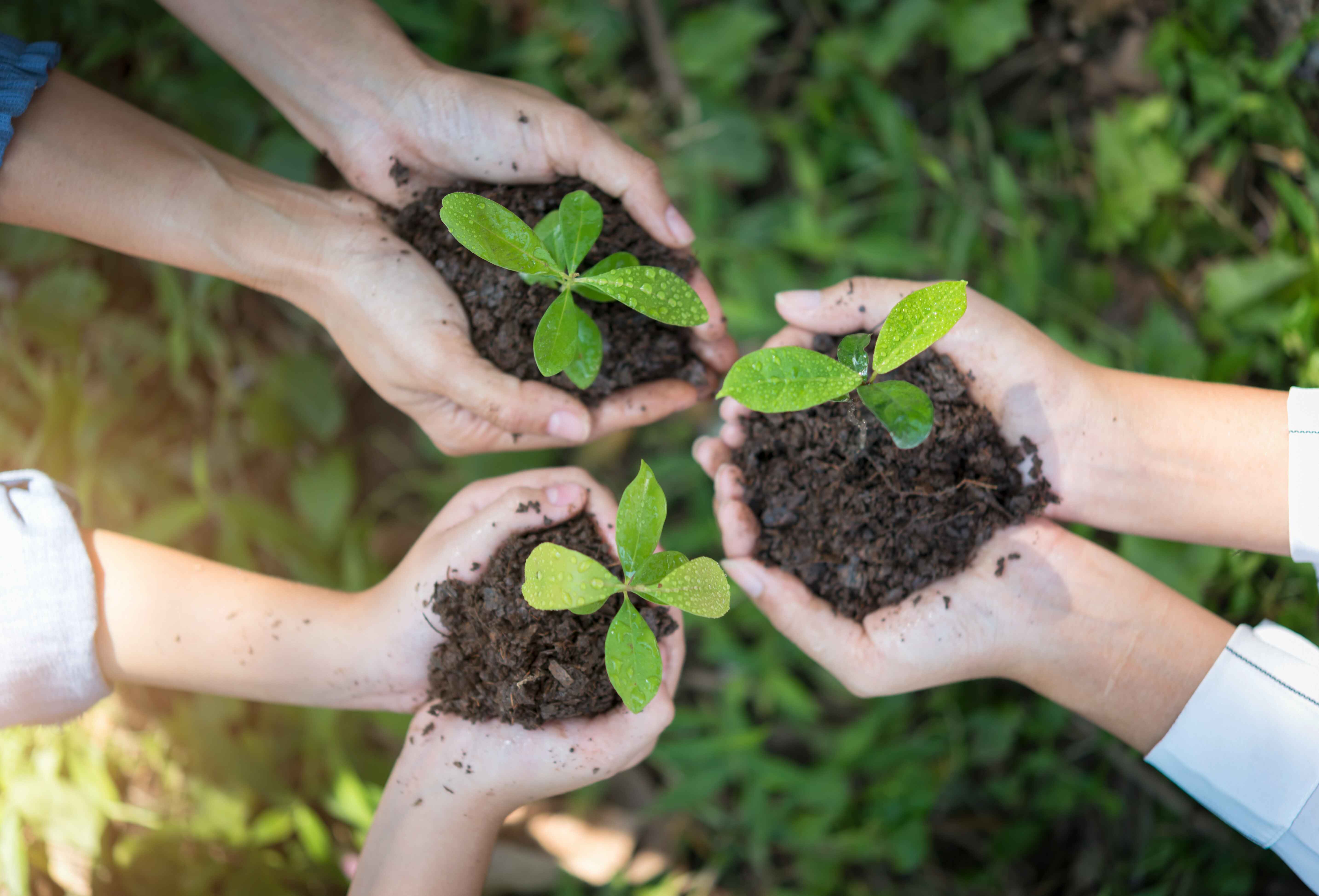 vecteezy_people-hand-group-planting-a-seed-in-soil-agriculture-on_7067407%20%281%29.jpg