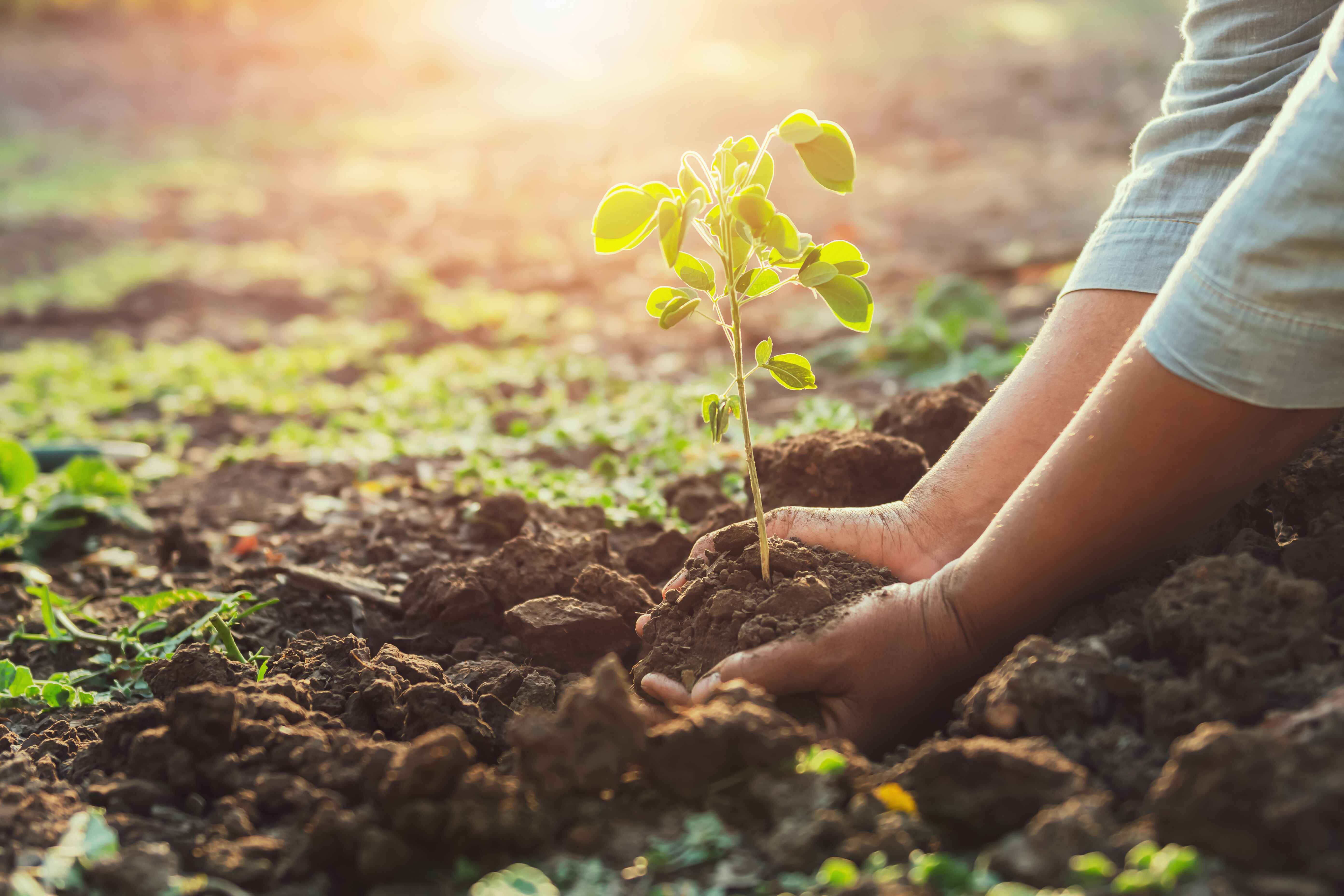 vecteezy_planting-a-young-tree_1259163%20%281%29.jpg